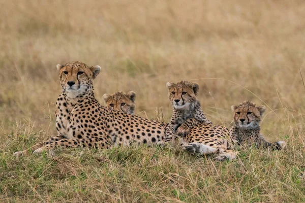 Τσιτάχ Masai Mara Εθνικό Απόθεμα — Φωτογραφία Αρχείου