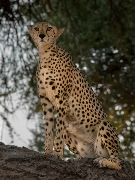 Geparden Masai Mara Nationalpark — Stockfoto