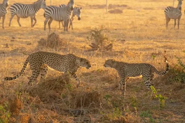 Gepard Národní Rezervaci Masai Mara — Stock fotografie