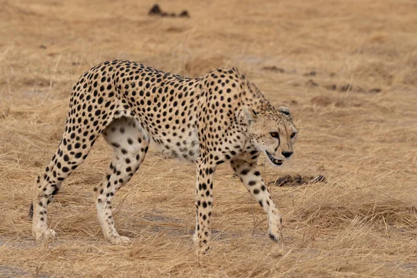 Geparden Masai Mara Nationalpark — Stockfoto