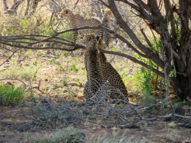 Masai Mara 'da Çita Ulusal rezervi