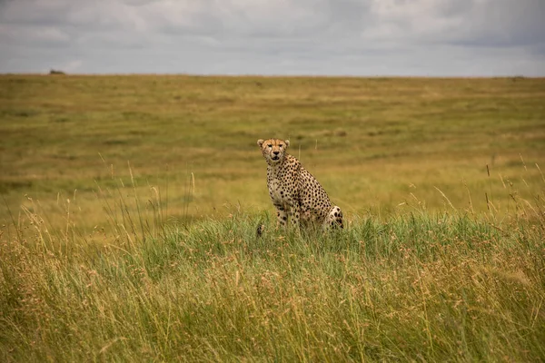 Guepardo Reserva Nacional Masai Mara — Foto de Stock