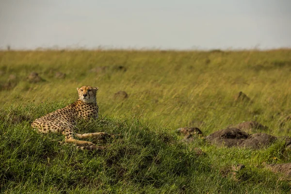 Guépard Dans Réserve Nationale Masai Mara — Photo