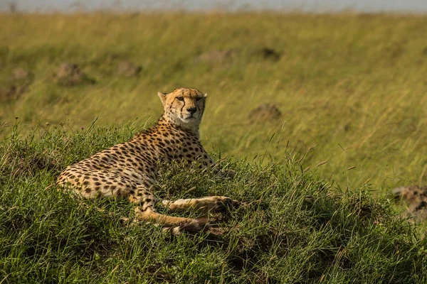 Ghepardo Nella Riserva Nazionale Masai Mara — Foto Stock