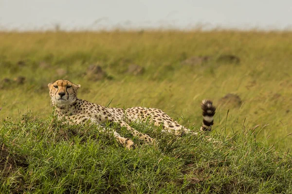 Guépard Dans Réserve Nationale Masai Mara — Photo