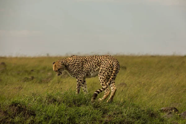 Gepárd Masai Mara Nemzeti Tartalékban — Stock Fotó