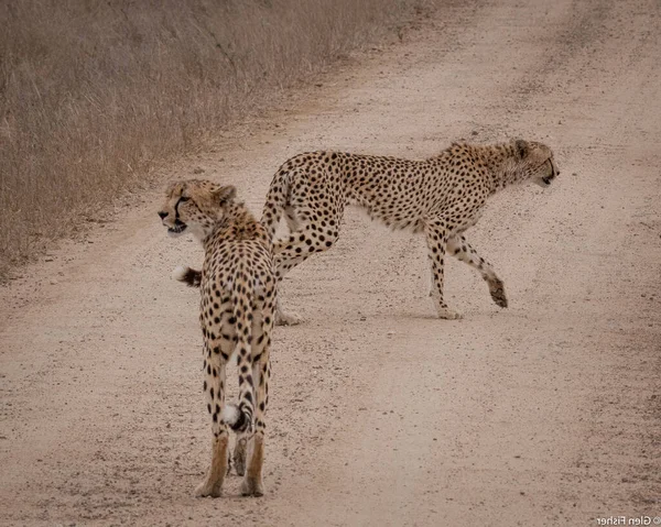 Guepardo Reserva Nacional Masai Mara —  Fotos de Stock