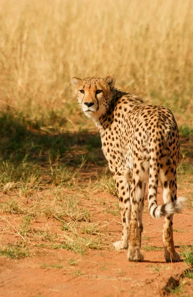 Guépard Dans Réserve Nationale Masai Mara — Photo