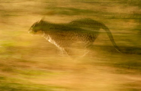 Gepard Rezerwacie Narodowym Masai Mara — Zdjęcie stockowe