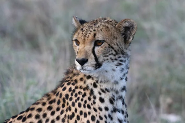 Cheetah Masai Mara National Reserve — Stock Photo, Image