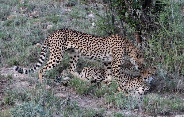 Chita Masai Mara Reserva Nacional — Fotografia de Stock