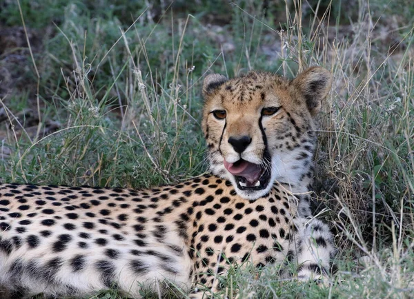 Gepárd Masai Mara Nemzeti Tartalékban — Stock Fotó