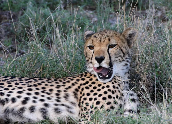 Cheetah Masai Mara National Reserve — Stock Photo, Image