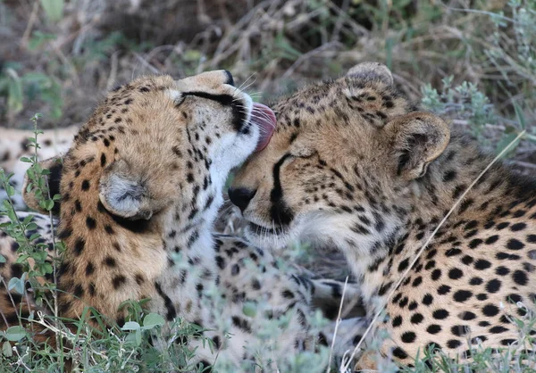 Guépard Dans Réserve Nationale Masai Mara — Photo