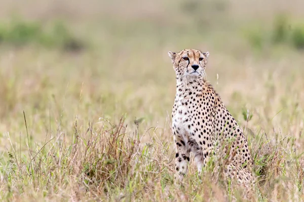 Ghepardo Nella Riserva Nazionale Masai Mara — Foto Stock