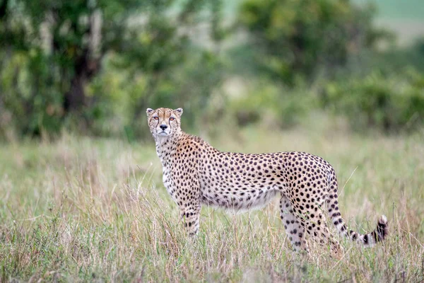 Gepard Rezerwacie Narodowym Masai Mara — Zdjęcie stockowe