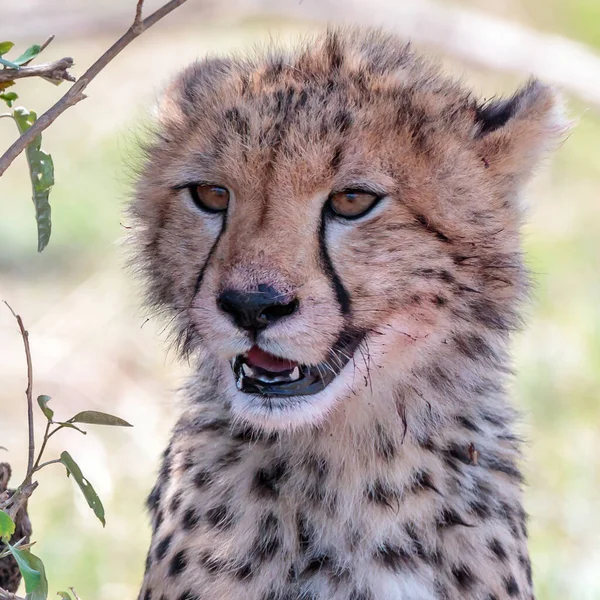 Masai Mara Çita Ulusal Rezervi — Stok fotoğraf