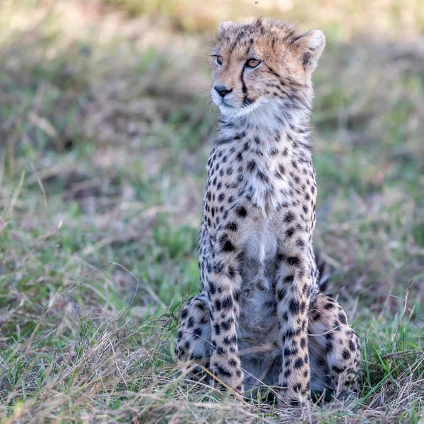 Cheetah Masai Mara National Reserve — Stock Photo, Image