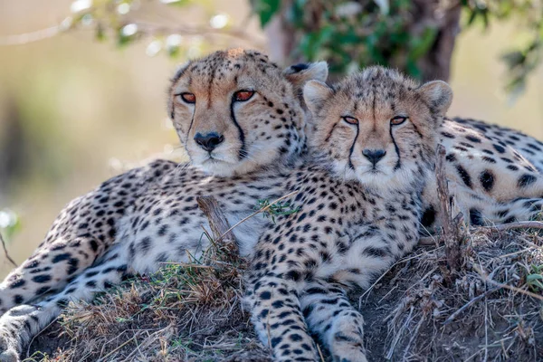 Ghepardo Nella Riserva Nazionale Masai Mara — Foto Stock