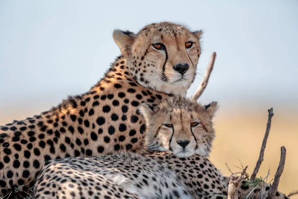 Geparden Masai Mara Nationalpark — Stockfoto