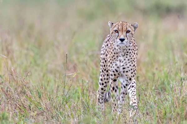 Guepardo Reserva Nacional Masai Mara — Foto de Stock