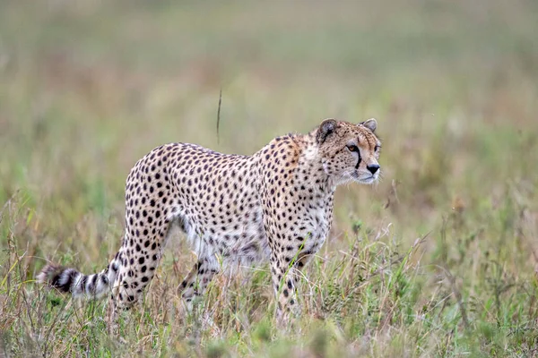 Ghepardo Nella Riserva Nazionale Masai Mara — Foto Stock