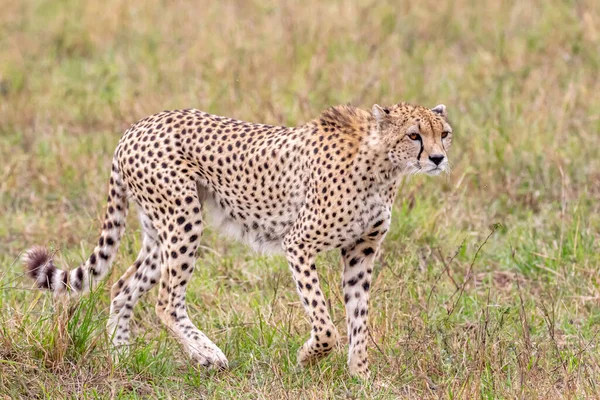 Gepárd Masai Mara Nemzeti Tartalékban — Stock Fotó