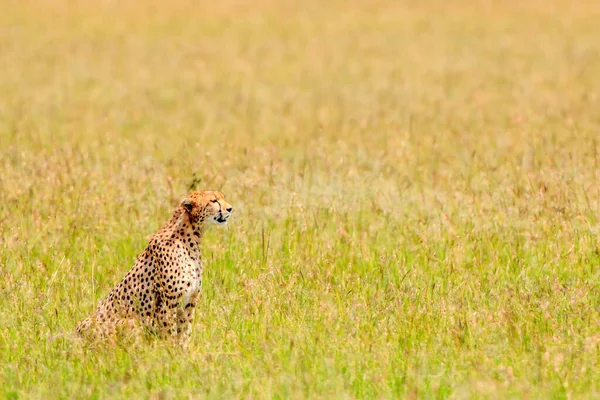 Ghepardo Nella Riserva Nazionale Masai Mara — Foto Stock