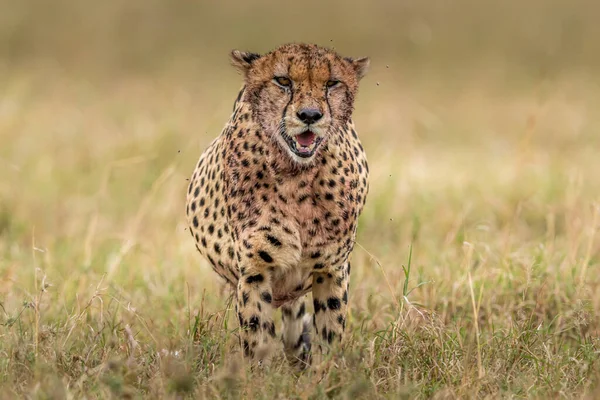 Guepardo Reserva Nacional Masai Mara — Foto de Stock