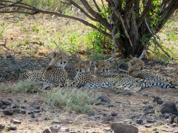 Gepard Národní Rezervaci Masai Mara — Stock fotografie