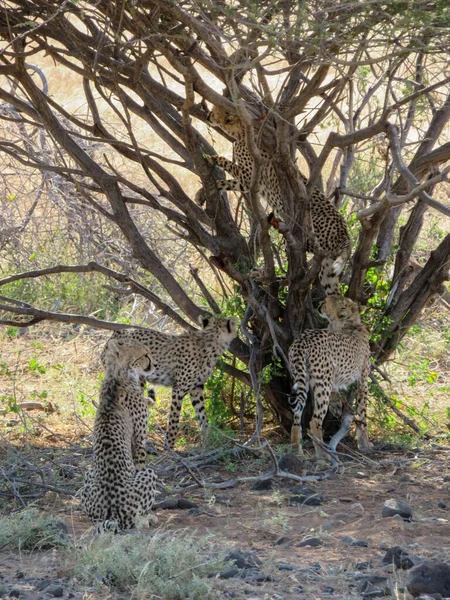 Chita Masai Mara Reserva Nacional — Fotografia de Stock