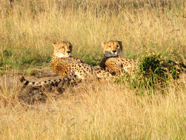 Chita Masai Mara Reserva Nacional — Fotografia de Stock