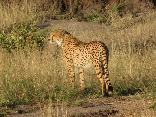 マサイ マラ国立保護区のチーター — ストック写真