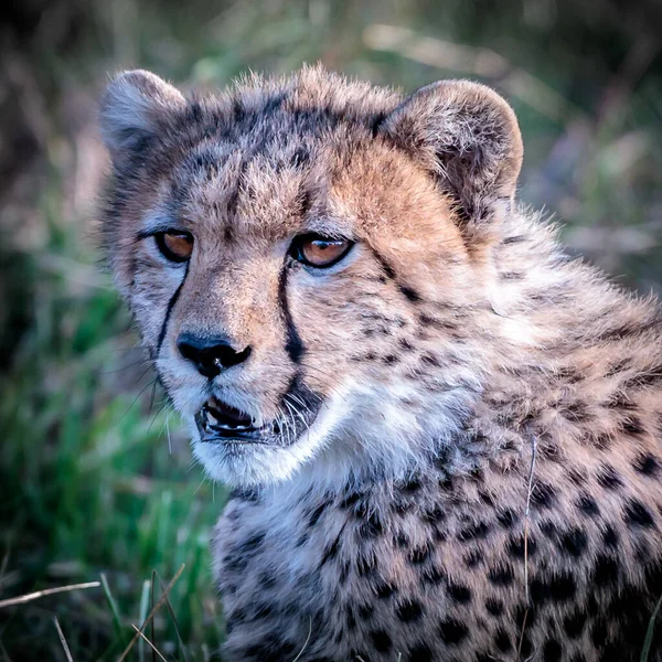 Cheetah Masai Mara National Reserve — Stock Photo, Image