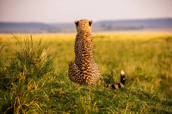 Ghepardo Nella Riserva Nazionale Masai Mara — Foto Stock