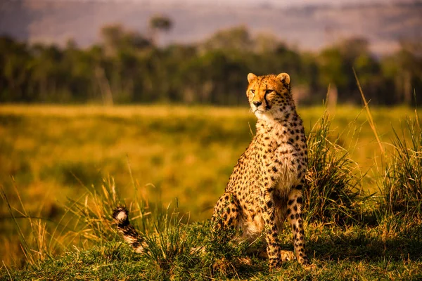 Ghepardo Nella Riserva Nazionale Masai Mara — Foto Stock