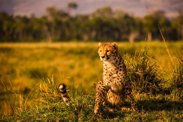 Τσιτάχ Masai Mara Εθνικό Απόθεμα — Φωτογραφία Αρχείου