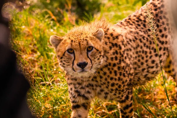 Chita Masai Mara Reserva Nacional — Fotografia de Stock