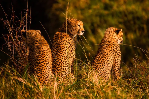 Cheetah Masai Mara National Reserve — Stock Photo, Image