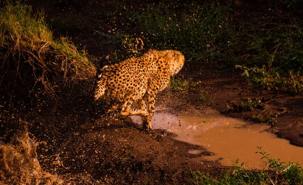 Masai Mara Çita Ulusal Rezervi — Stok fotoğraf