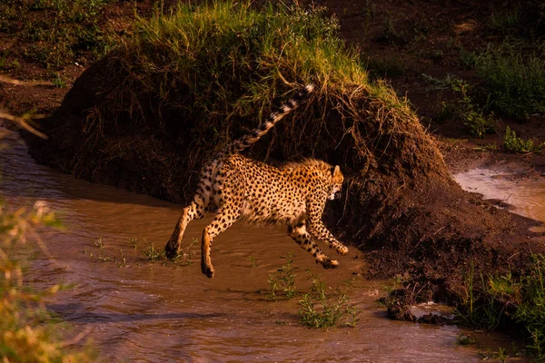 Gepard Rezerwacie Narodowym Masai Mara — Zdjęcie stockowe