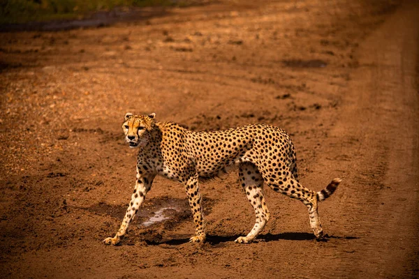 Cheeta Nationaal Reservaat Masai Mara — Stockfoto