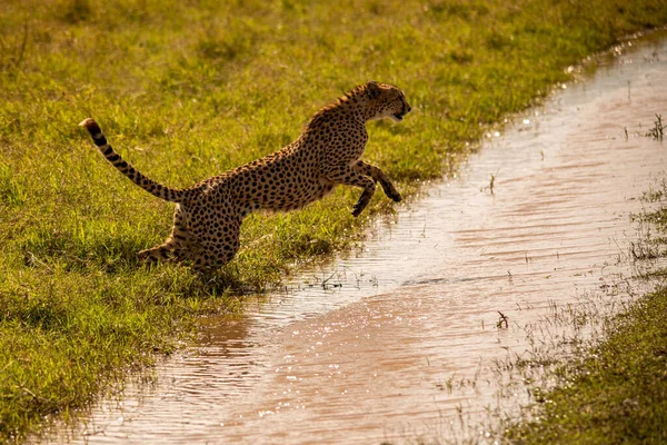Gepard Národní Rezervaci Masai Mara — Stock fotografie