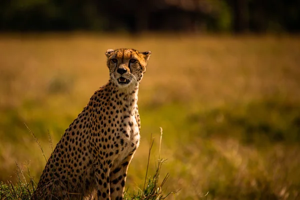 Ghepardo Nella Riserva Nazionale Masai Mara — Foto Stock