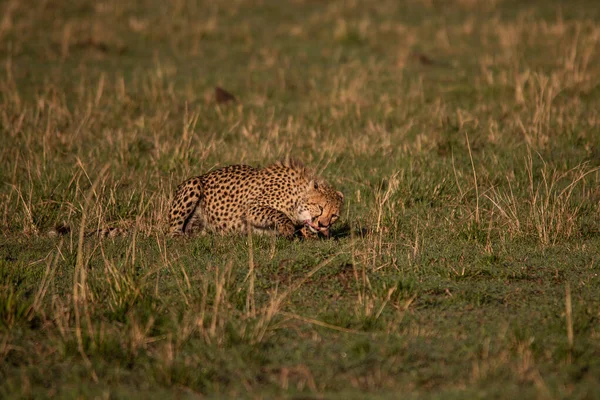 Cheetah Masai Mara National Reserve — Stock Photo, Image