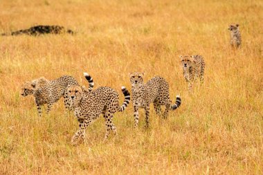 Masai Mara 'da Çita Ulusal rezervi