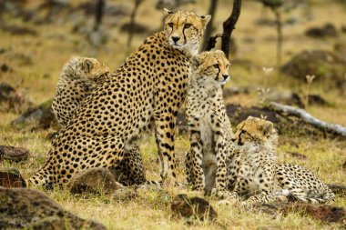 Masai Mara 'da Çita Ulusal rezervi