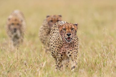Masai Mara 'da Çita Ulusal rezervi