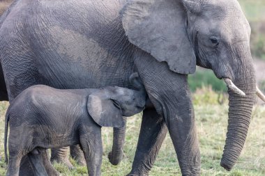 Afrika 'daki fil sürüsü Tarangire Ulusal Parkı' ndaki çimlerde yürüyor