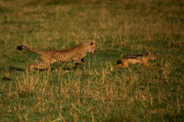 Gepard Národní Rezervaci Masai Mara — Stock fotografie